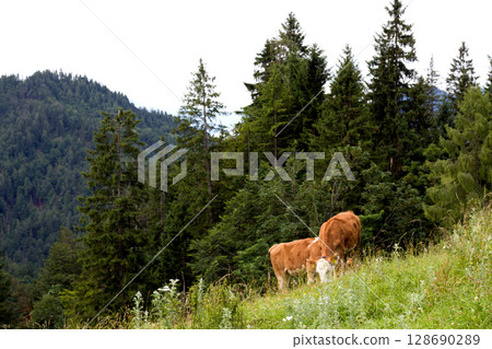 Cows grazing peacefully in the Tyrol region Cows grazing peacefully in the Tyrol region 128690289