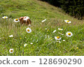 Flower-filled meadow in Tyrol 128690290