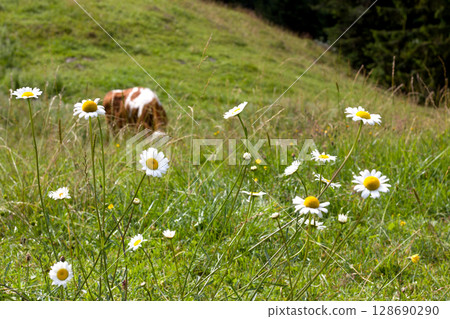 Flower-filled meadow in Tyrol Flower-filled meadow in Tyrol 128690290