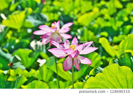 Red hassle flower (summer, July) Red hassle flower (summer, July) 128690310