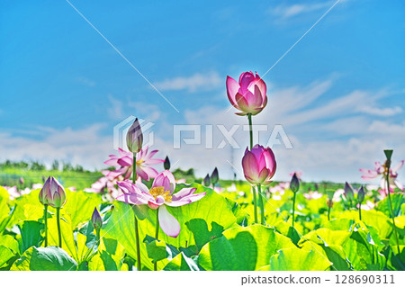 紅色麻煩花（夏季，七月） 128690311