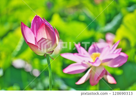 紅色麻煩花（夏季，七月） 128690313