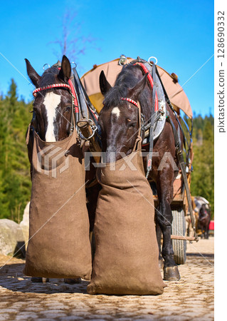 Two horses with harnesses and feed bags stand in front of tourist carriage in mountain area. Eco-friendly travel and traditional transport at Morskie Oko in Poland 128690332