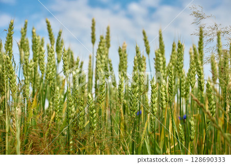 Low angle view of wheat ears growing under bright summer sky. Concept of natural agriculture and rural farming Low angle view of wheat ears growing under bright summer sky. Concept of natural agriculture and rural farming 128690333