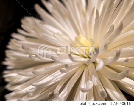 Close-up chrysanthemum 128690616