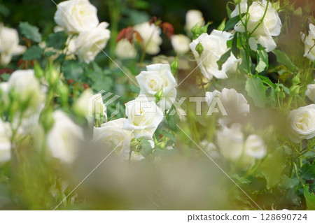 盛開的白玫瑰:新娘白 盛開的白玫瑰:新娘白 128690724