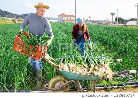 Gardeners husband and wife during harvesting of green onions 128690734