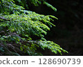 Forest scenery of Yatsugatake 128690739