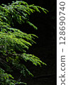 Forest scenery of Yatsugatake 128690740