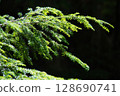 Forest scenery of Yatsugatake 128690741