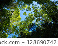 Forest scenery of Yatsugatake 128690742