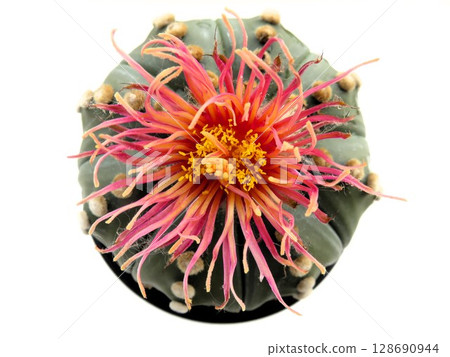 Red petaled sakura kabuto 128690944