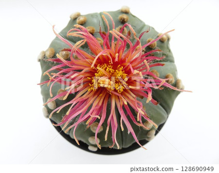 紅花瓣櫻花兜 128690949