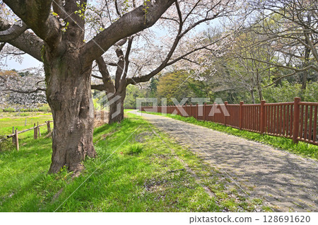 請參閱沼稻田和見沼台灌溉渠道的東部邊緣：綠色信託保護區 1 號 128691620