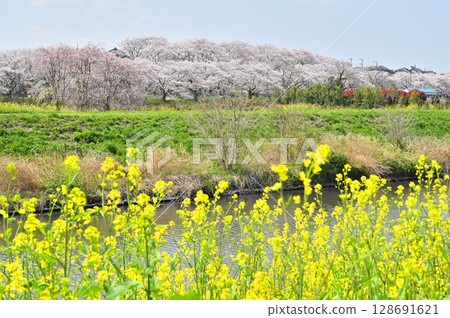 見沼稻田和一級河流芝川 128691621