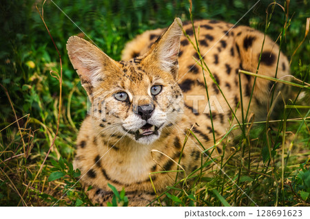 Spotted serval cat with blue eyes lying in grass and looking forward with open mouth Spotted serval cat with blue eyes lying in grass and looking forward with open mouth 128691623