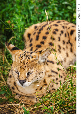 African serval lying in tall green grass with eyes focused ahead, showcasing its spotted coat and upright ears in natural surroundings African serval lying in tall green grass with eyes focused ahead, showcasing its spotted coat and upright ears in natural surroundings 128691624