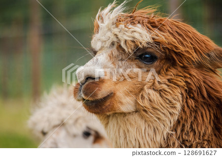 Close-up portrait of a fluffy brown alpaca with curly fur and gentle expression on a rural farm 128691627