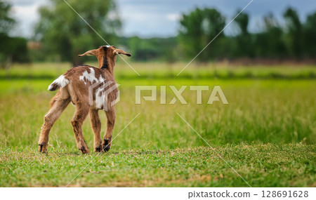 Adorable brown and white baby goat standing on grass and looking away in a green summer field Adorable brown and white baby goat standing on grass and looking away in a green summer field 128691628