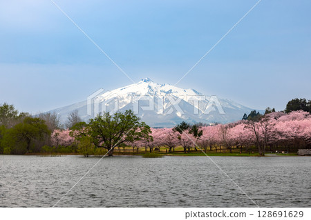 Cherry blossoms at Fujimi Lake Park and Mt. Iwaki across Tsugaru Fujimi Lake, spanned by the wooden triple drum bridge, Tsuru-no-Mai Bridge, in Tsuruta Town, Kitatsugaru District, Aomori Prefecture Cherry blossoms at Fujimi Lake Park and Mt. Iwaki across Tsugaru Fujimi Lake, spanned by the wooden triple drum bridge, Tsuru-no-Mai Bridge, in Tsuruta Town, Kitatsugaru District, Aomori Prefecture 128691629