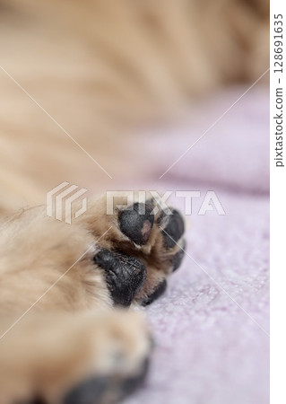 The paw pads of a sleeping senior miniature dachshund 128691635