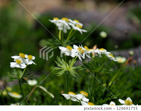[日本的高山植物]白山一花（Hakusan Ichika、Hakusan Ichika） 128691755