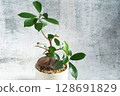 Design Gajumaru 128691829