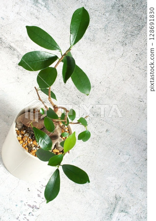 Bent branch banyan tree 128691830
