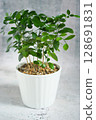 Silk Jasmine White Pot 128691831