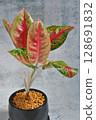 Aglaonema mahasetti 128691832