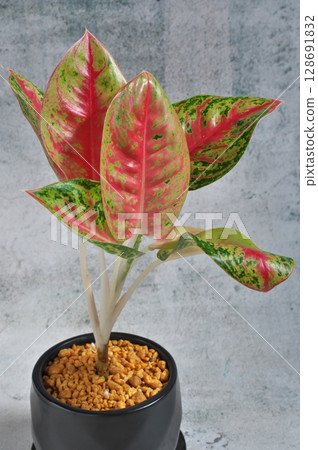 Aglaonema mahasetti 128691832