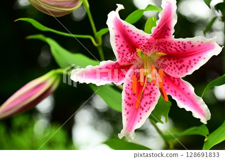Lily season 128691833