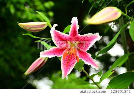 Lily season Lily season 128691841