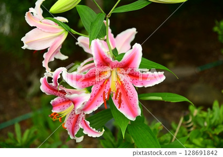 Lily season Lily season 128691842