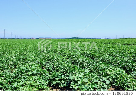 Midsummer blue sky and sweet potato fields, Ibaraki Prefecture Midsummer blue sky and sweet potato fields, Ibaraki Prefecture 128691850