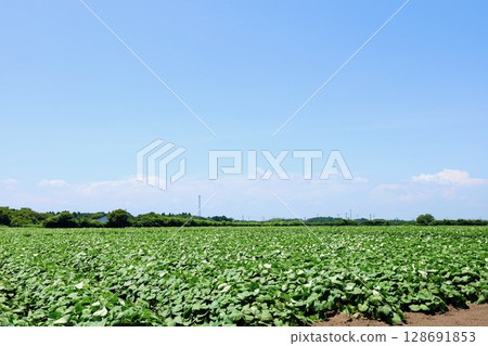 茨城縣盛夏藍天和地瓜田 128691853