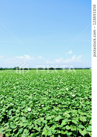 茨城縣盛夏藍天和地瓜田 128691856