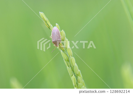 聚集在稻穗上的臭蟲 聚集在稻穗上的臭蟲 128692214