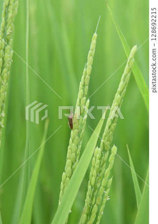 Stink bugs gathering on rice ears 128692215