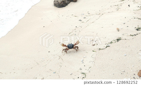 A crab threatening on the beach A crab threatening on the beach 128692252