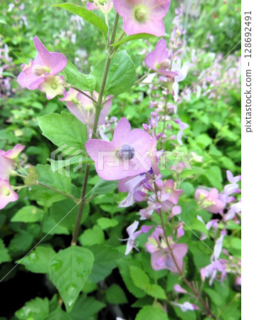 Chinese hut 128692491