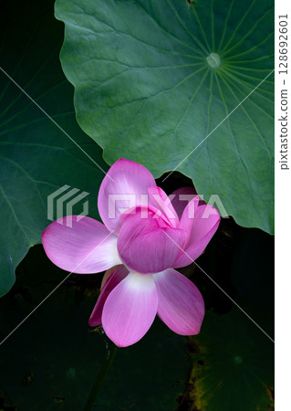 Lotus flower close-up 128692601