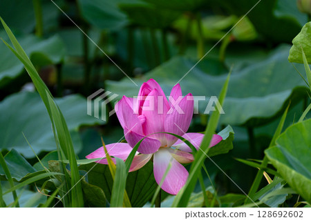 Lotus flower close-up 128692602