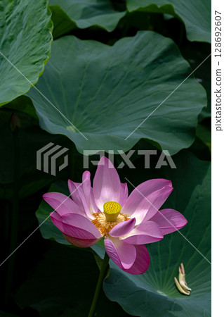 蓮花特寫 128692607