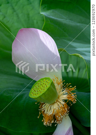 A lotus flower with petals falling A lotus flower with petals falling 128692970