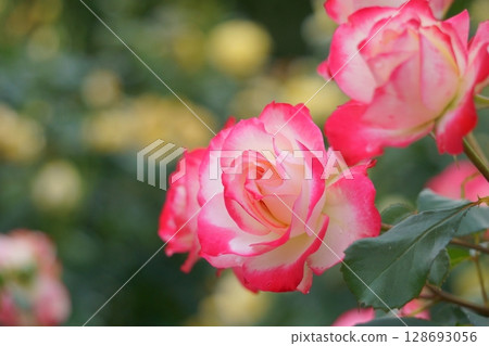 White rose with red border, Jubilee du Prince de Monaco 128693056