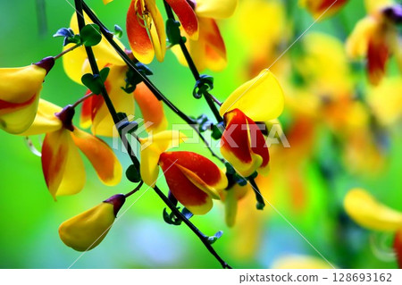 Hobeni Enicida 128693162