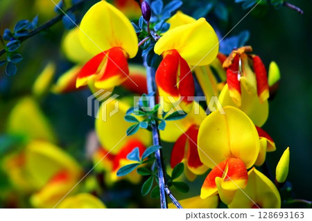 Hobeni Enicida 128693163