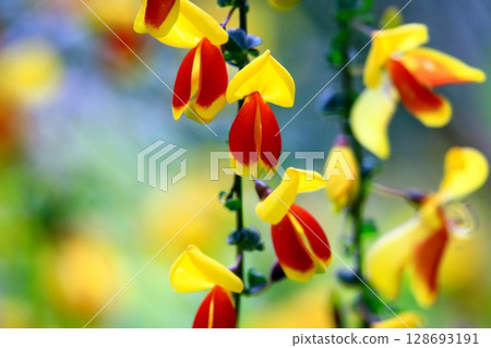 Hobeni Enicida Hobeni Enicida 128693191