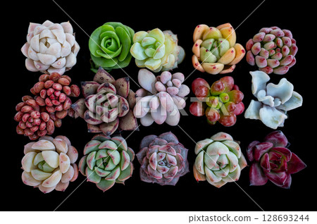 Various miniature succulent plants collection from top view Various miniature succulent plants collection from top view 128693244